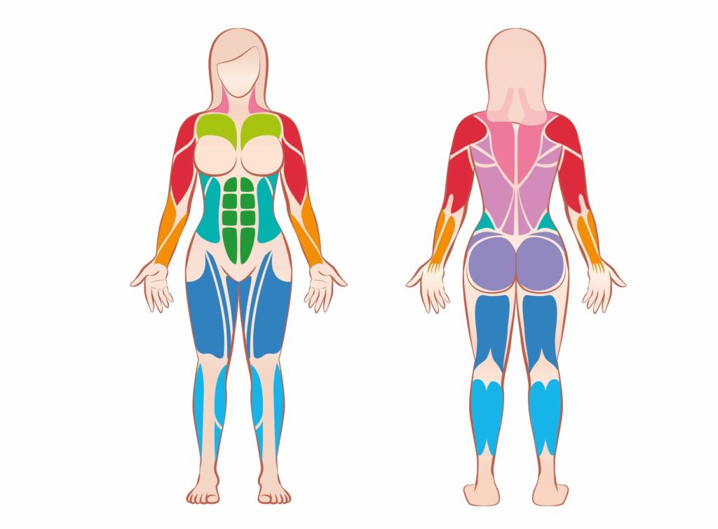 Muskelgruppen Frauen vorn und hinten