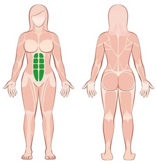 gerade Bauchmuskulatur Frauen vorn