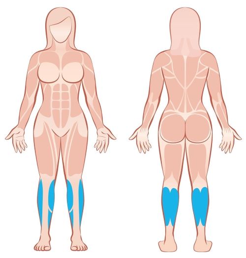 Darstellung der unteren Beinmuskulatur in hellblau an einer weiblichen Person.
