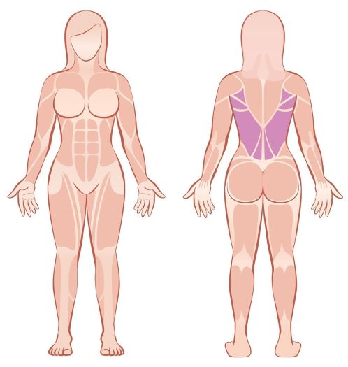 Rückenmuskulatur Frauen