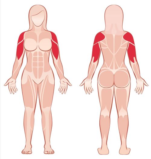 Schultermuskulatur Frauen